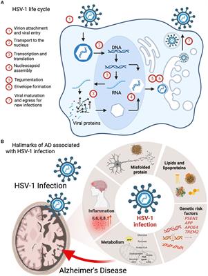 Mechanistic insights into the role of herpes simplex virus 1 in Alzheimer’s disease
